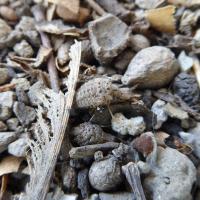 Ameisenlöwe (Myrmeleon formicarius)