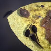 Spitze Blasenschnecke (Physella acuta)